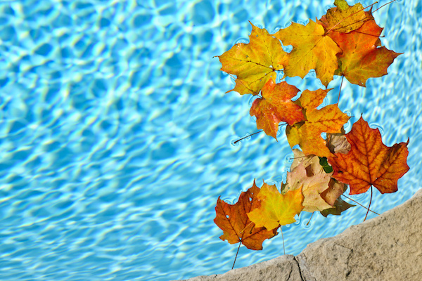 leaves in pool